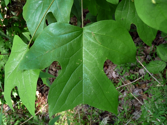 {Liriodendron tulipifera}